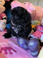 Maddie, a female Shihpoo and Shih Tzu for sale in Jacksonville, TX – 4 of 8