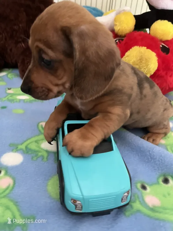 Simba – Miniature Dachshund puppy for sale in Jacksonville, TX