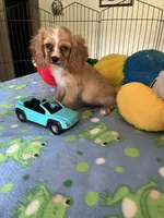 Red, a male Cocker Spaniel and Cockalier for sale in Jacksonville, TX – 2 of 10
