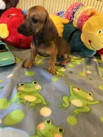 Rusty, a male Miniature Dachshund for sale in Jacksonville, TX – 2 of 8