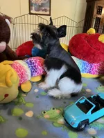 Teddy, a male Miniature Schnauzer for sale in Jacksonville, TX – 7 of 10