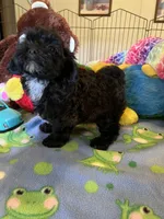Shadow, a male Shihpoo and Shih Tzu for sale in Jacksonville, TX – 7 of 9