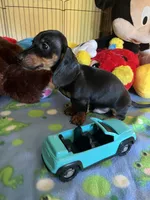 Samson, a male Miniature Dachshund for sale in Jacksonville, TX – 2 of 9