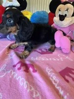 Lily (long hair), a female Miniature Dachshund for sale in Jacksonville, TX – 6 of 8