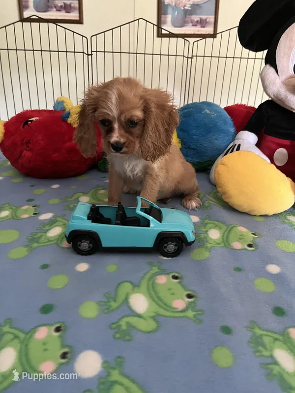 Red – Cocker Spaniel, Cockalier puppy for sale in Jacksonville, TX