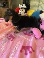Lily (long hair), a female Miniature Dachshund for sale in Jacksonville, TX – 7 of 8