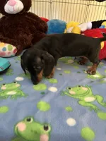 Samson, a male Miniature Dachshund for sale in Jacksonville, TX – 6 of 9