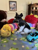 Teddy, a male Miniature Schnauzer for sale in Jacksonville, TX – 9 of 10