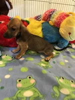 Red (short hair), a male Miniature Dachshund for sale in Jacksonville, TX – 6 of 10