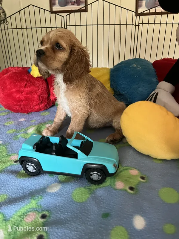 Max – Cocker Spaniel, Cockalier puppy for sale in Jacksonville, TX