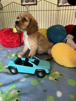 Max, a male Cocker Spaniel and Cockalier for sale in Jacksonville, TX – 1 of 9