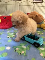 Toby, a male Maltipoo for sale in Jacksonville, TX – 6 of 9