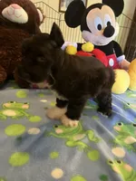 Coco, a male Miniature Schnauzer for sale in Jacksonville, TX – 3 of 9