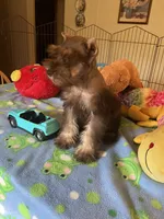 Max, a male Miniature Schnauzer for sale in Jacksonville, TX – 8 of 10