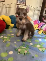 Sam, a male Miniature Schnauzer for sale in Jacksonville, TX – 5 of 10