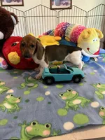 Bobo, a male Miniature Dachshund for sale in Jacksonville, TX – 9 of 9