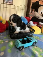 Clyde, a male Cocker Spaniel and Cockalier for sale in Jacksonville, TX – 9 of 10