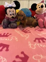 Daisy (short hair), a female Miniature Dachshund for sale in Jacksonville, TX – 9 of 10