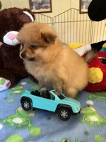 Rusty, a male Pomeranian for sale in Jacksonville, TX – 4 of 5