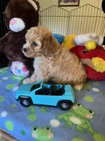 Tex, a male Cavapoo for sale in Jacksonville, TX – 6 of 9