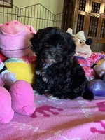 Maddie, a female Shihpoo and Shih Tzu for sale in Jacksonville, TX – 2 of 8