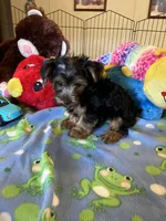 Max, a male Yorkshire Terrier for sale in Jacksonville, TX – 3 of 10