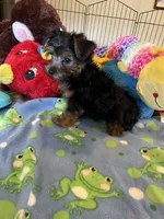 Max, a male Yorkshire Terrier for sale in Jacksonville, TX – 7 of 10