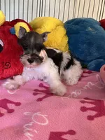 Katy, a female Miniature Schnauzer for sale in Jacksonville, TX – 9 of 9