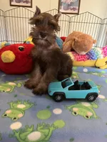 Max, a male Miniature Schnauzer for sale in Jacksonville, TX – 10 of 10