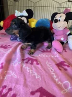 Lily (long hair), a female Miniature Dachshund for sale in Jacksonville, TX – 4 of 8