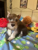 Sam, a male Miniature Schnauzer for sale in Jacksonville, TX – 4 of 10