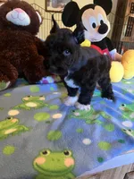 Coco, a male Miniature Schnauzer for sale in Jacksonville, TX – 6 of 9