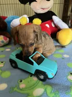 Simba, a male Miniature Dachshund for sale in Jacksonville, TX – 8 of 10