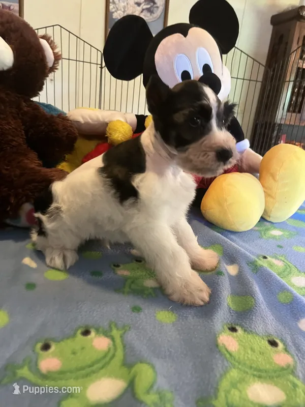 Doby – Miniature Schnauzer puppy for sale in Jacksonville, TX