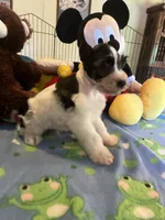 Doby, a male Miniature Schnauzer for sale in Jacksonville, TX – 1 of 8