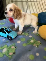 Biscuit , a male Cocker Spaniel and Cockalier for sale in Jacksonville, TX – 5 of 10