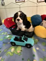 Clyde, a male Cocker Spaniel and Cockalier for sale in Jacksonville, TX – 6 of 10