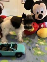 Davy, a male Miniature Schnauzer for sale in Jacksonville, TX – 7 of 10