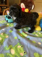 Shadow, a male Shihpoo and Shih Tzu for sale in Jacksonville, TX – 6 of 9