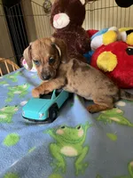 Simba, a male Miniature Dachshund for sale in Jacksonville, TX – 6 of 10