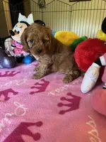 Ruby, a female Cavapoo for sale in Jacksonville, TX – 7 of 9