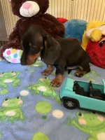 Samson, a male Miniature Dachshund for sale in Jacksonville, TX – 8 of 9