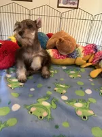 Sam, a male Miniature Schnauzer for sale in Jacksonville, TX – 3 of 10