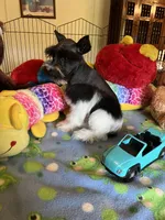Teddy, a male Miniature Schnauzer for sale in Jacksonville, TX – 3 of 10
