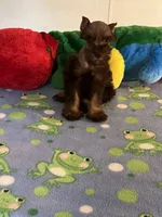 Coco, a male Miniature Schnauzer for sale in Jacksonville, TX – 8 of 9