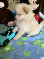 Teddy, a male Pomeranian for sale in Jacksonville, TX – 9 of 9