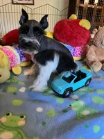 Teddy, a male Miniature Schnauzer for sale in Jacksonville, TX – 5 of 10