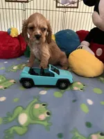 Max, a male Cocker Spaniel and Cockalier for sale in Jacksonville, TX – 8 of 9