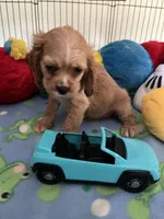 Max, a male Cocker Spaniel and Cockalier for sale in Jacksonville, TX – 9 of 9