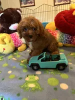 Red , a male Cavapoo for sale in Jacksonville, TX – 7 of 10